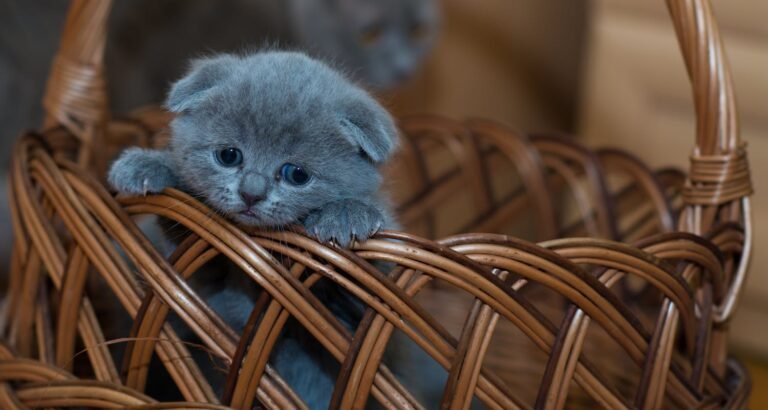 Why Cats Can Make Such Great Pets