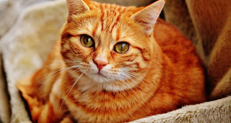 Keeping Fleas And Ticks Away From Your Cats