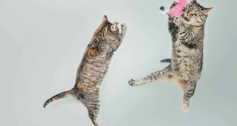 Get Lots Of Good Tips Here About Cats