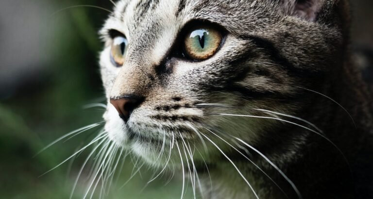 Taking Care Of All Of Your Cats