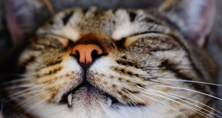 What You Need To Know About Cats Today!