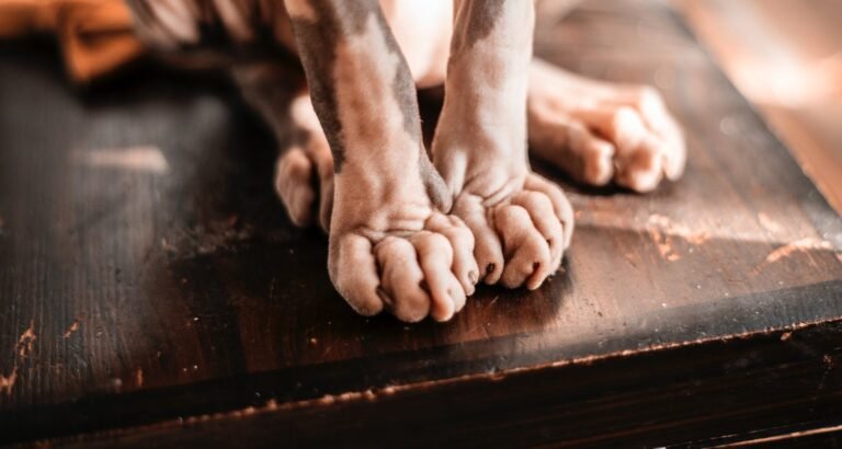 A Lot Of Easy To Understand Tips About Cats