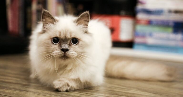 Tips For Making Sure Your Cat Has A Good Cat Bed