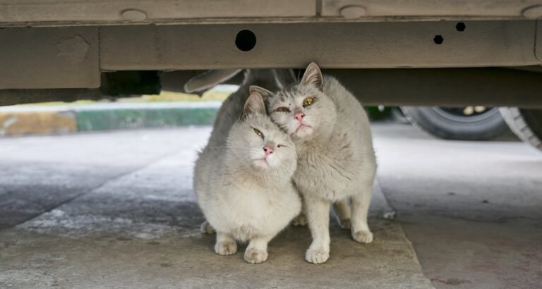 Feline Tips That Will Have You Purring