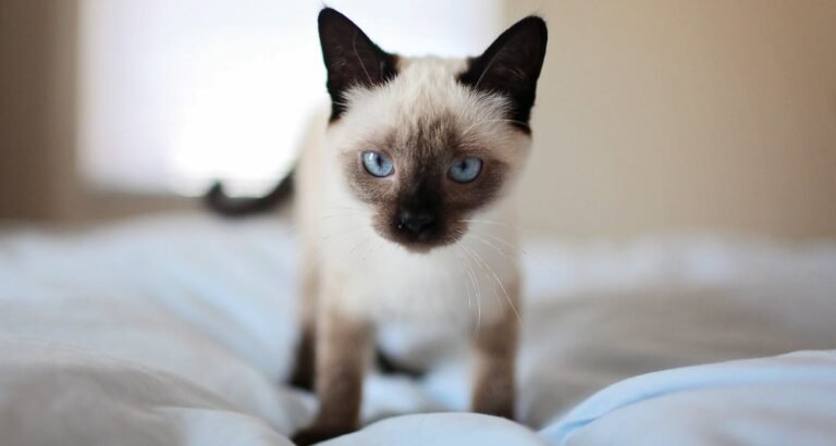 How To Provide Supreme Feline Care For Your Pet