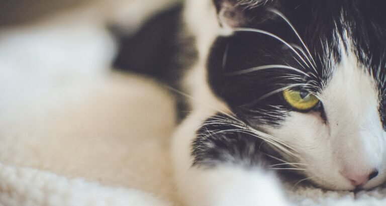 How To Keep Your Cat Healthy And Happy
