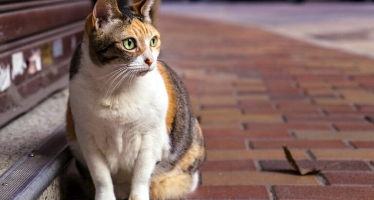 Tips And Tricks On Caring For Your Cat