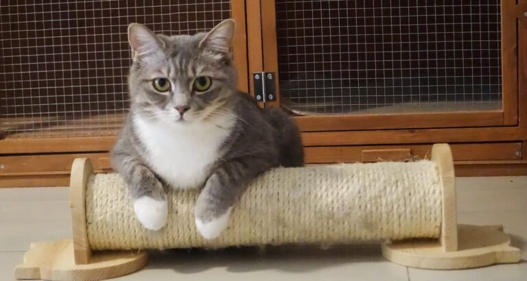 Knowing All About Cats With These Great Tips